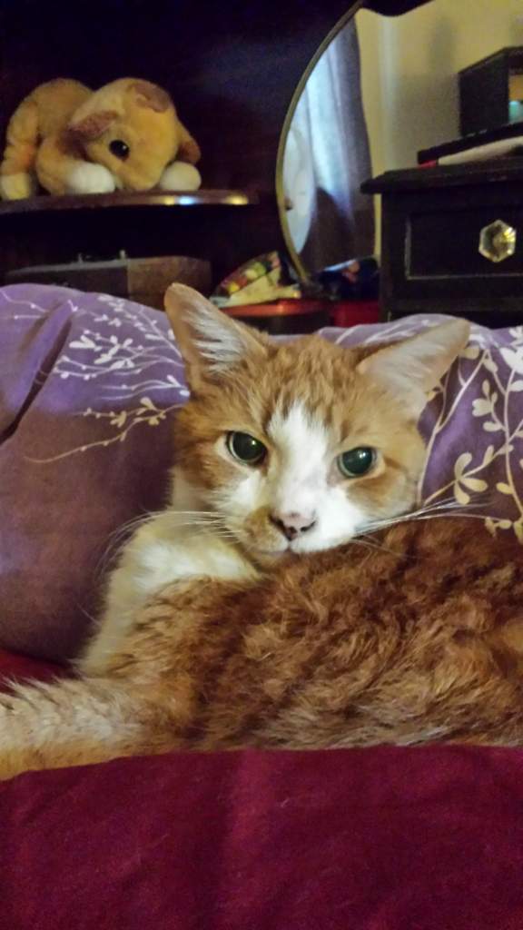 Theo....the old man of the house.  He will be 16 in October.