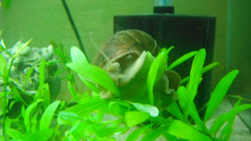 Theodore- Apple Snail