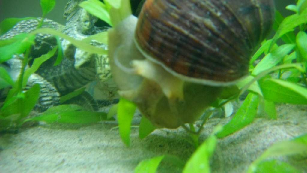 Theodore the Apple Snail