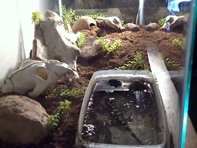 There are lots of places to dig and explore in here. Under the  driftwood sees some action. He doesn't hide in his hut while peeking out like he used 