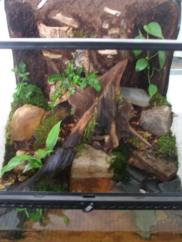 There are many hide aways at different levels in the enclosure. The moss was collected from a secluded lake area.