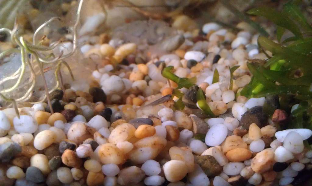 There is a baby axolotle there he or she is just very small