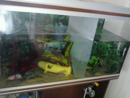 there tank devided freckels has the biggest side with red plants  speckels has a bit smaller side with green plants