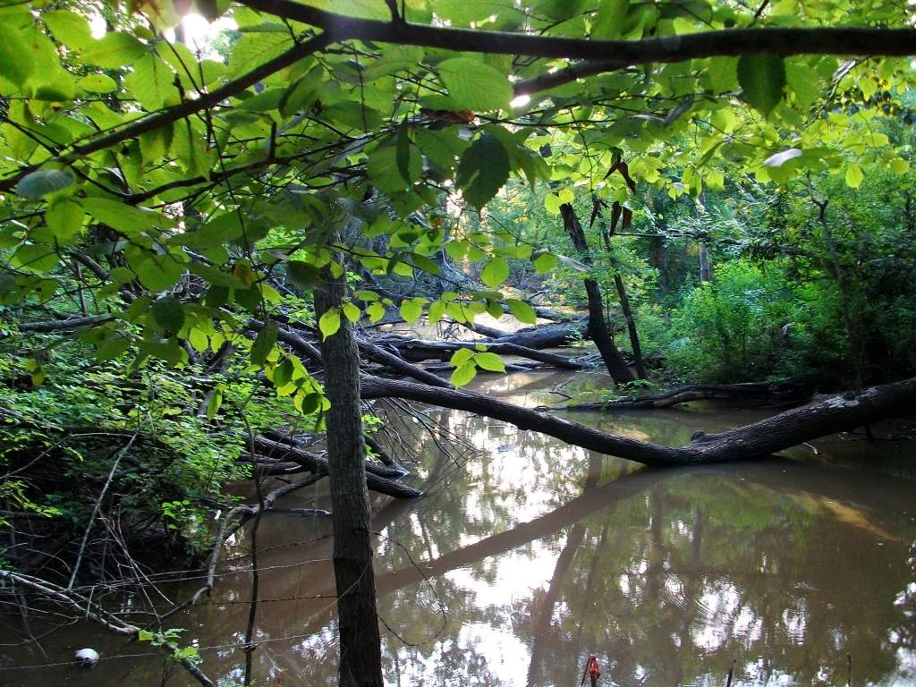 There were turtles on the log, but i scared them :3