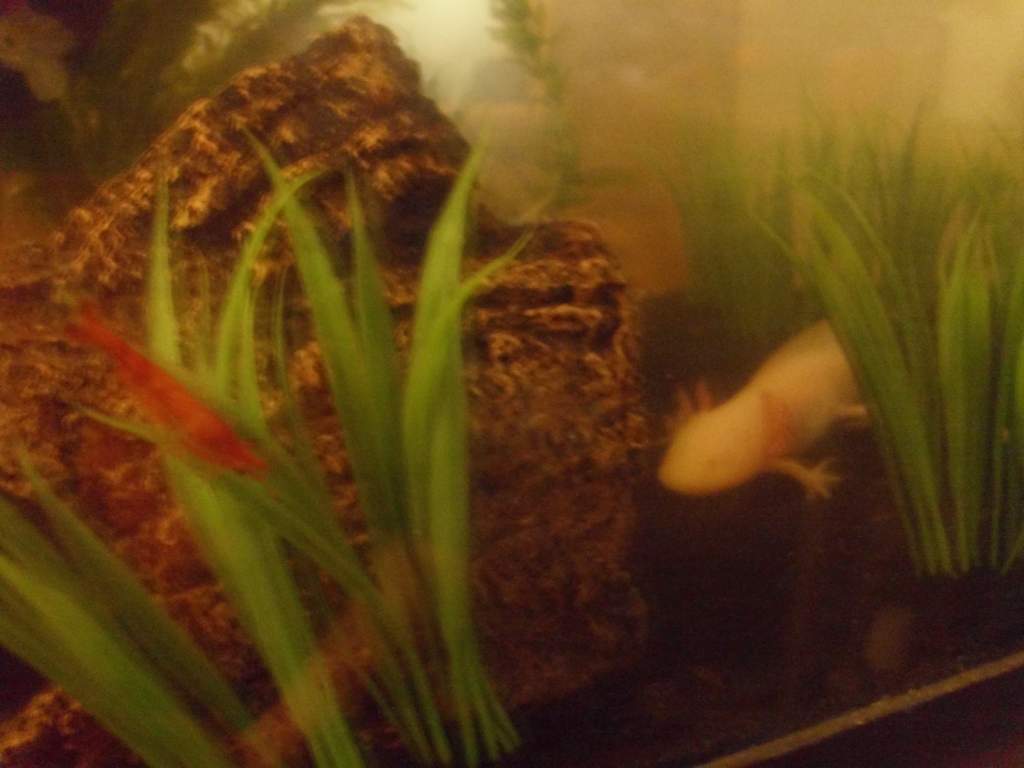 Theres our Shrobster!! (cherry shrimp)...sad to say i think hes our 3rd cherry shrimp to fall to chancey...the ghost shrimp never have a problem getti