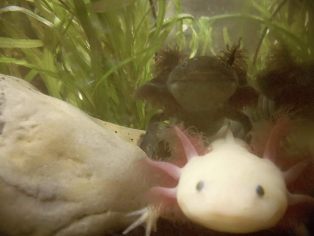 these 2 are soo cute 
thats joe dirt the melanoid gfp and the gfp lucy mickey