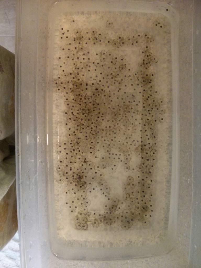 These are the eggs 9/19/2013. I'm estimating about 250. (I just counted up to 50 and saw how much space that took up).