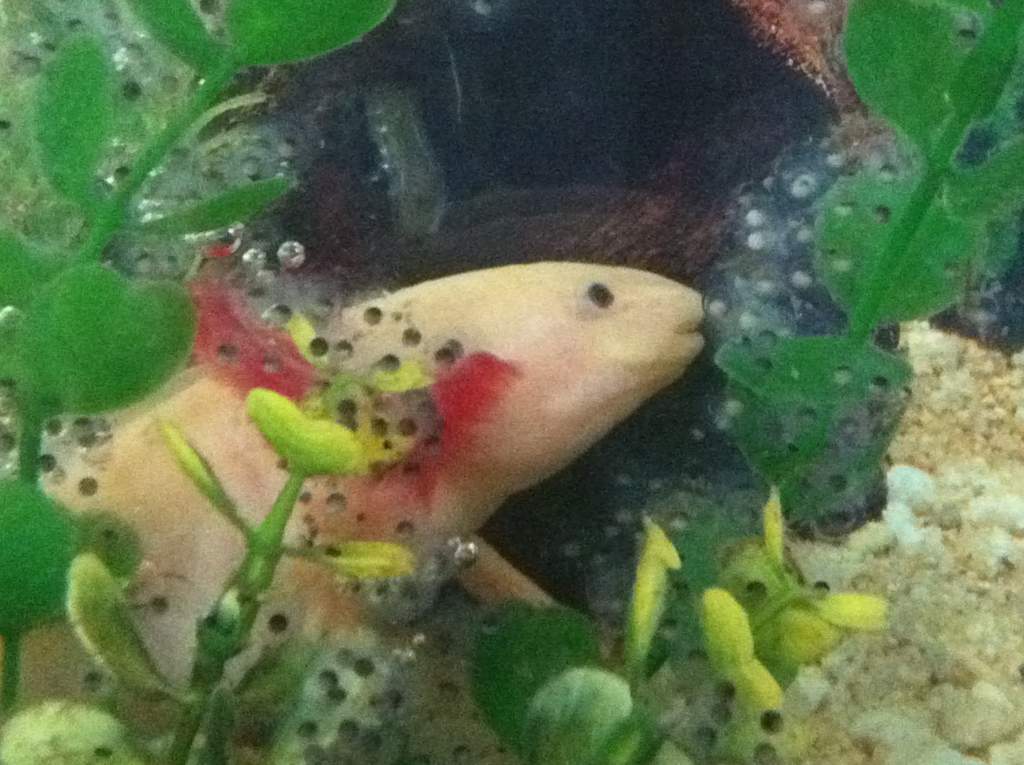 These are the eggs my female layed on the 15/01/2012