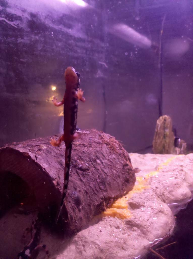 These guys climb glass more easily than a gecko