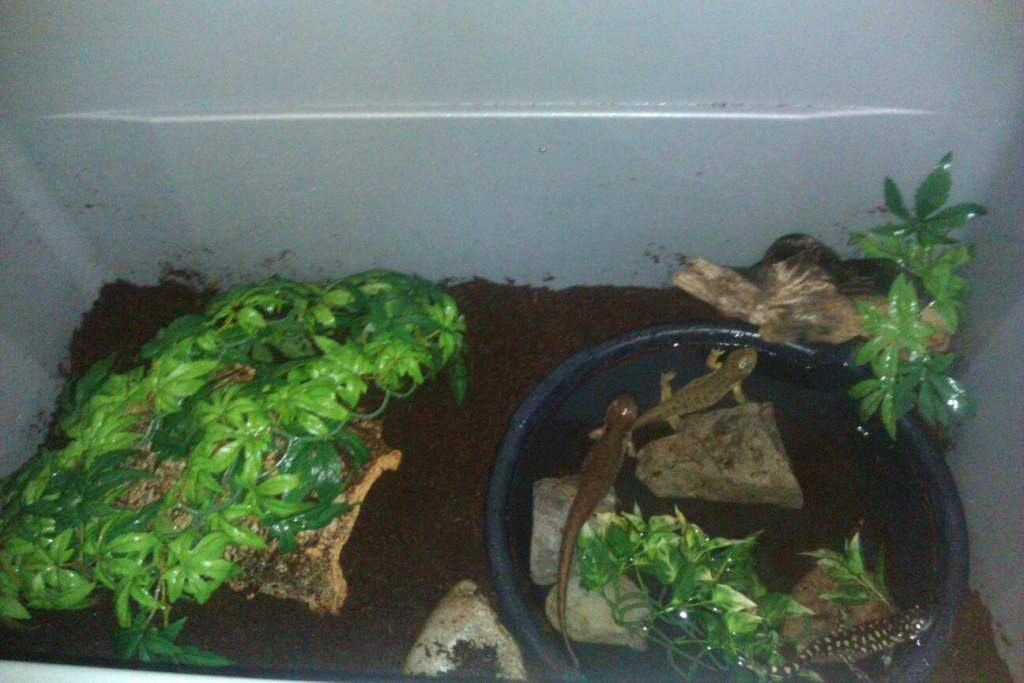 These guys love their new watering hole...an oil pan!