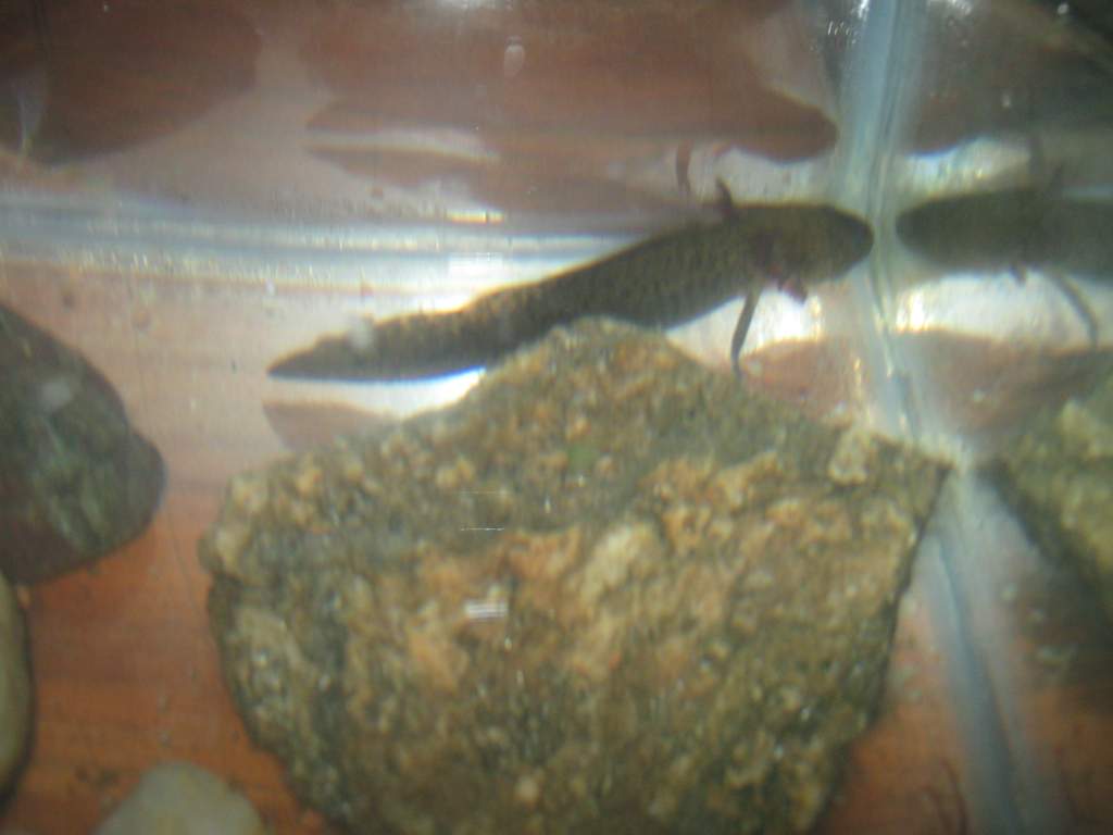 these two wildtypes are alot more aware and alert ... i would say they are the same age maybe a month or so older than scaler and sunny