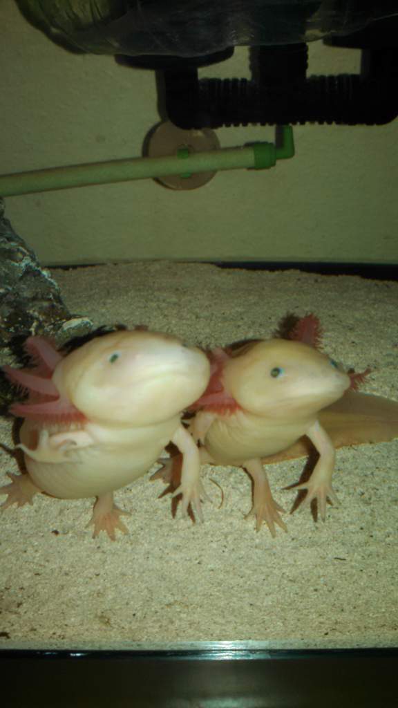 they beg for food. We feed them by hand so anytime they see a hand near the tank they stand up like this.