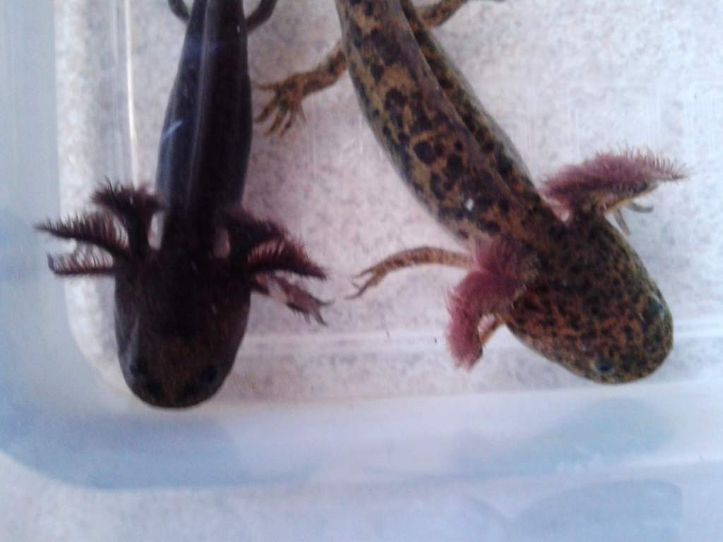 They got a bit bigger...