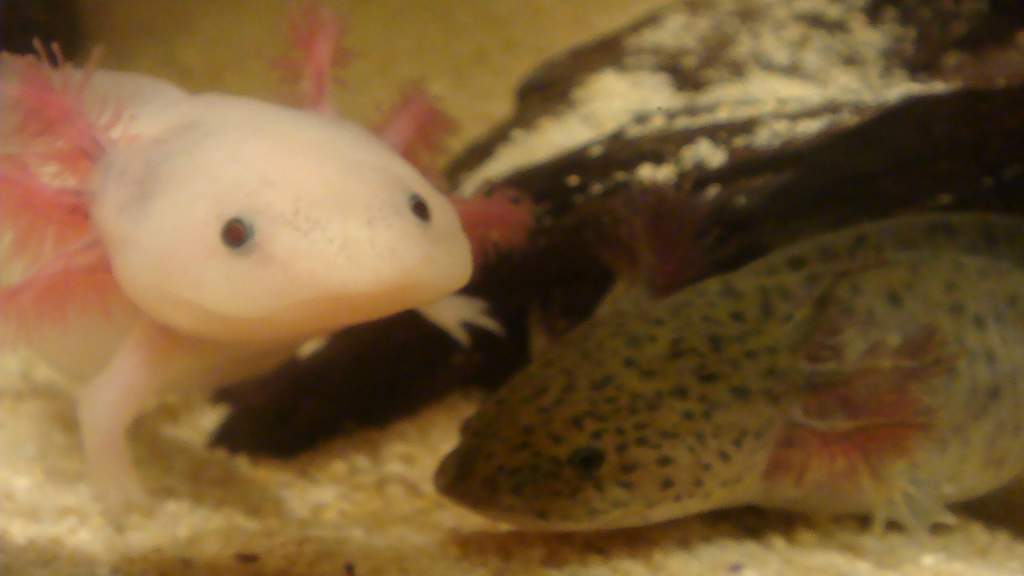 They grow up so fast.. :(