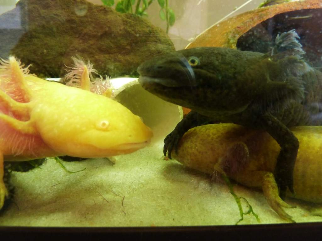 they have the whole tank but noooo they choose to clamber over one-another just to say hi :)