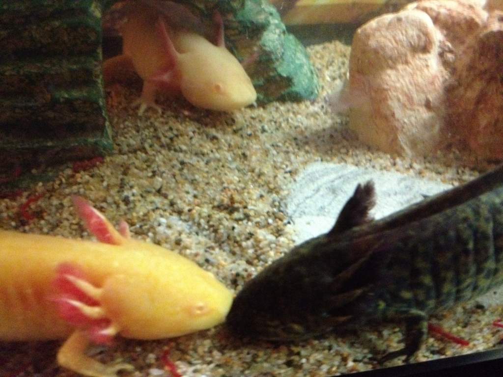 They look like they are bein lovey, really they are fighting over blood worms lol