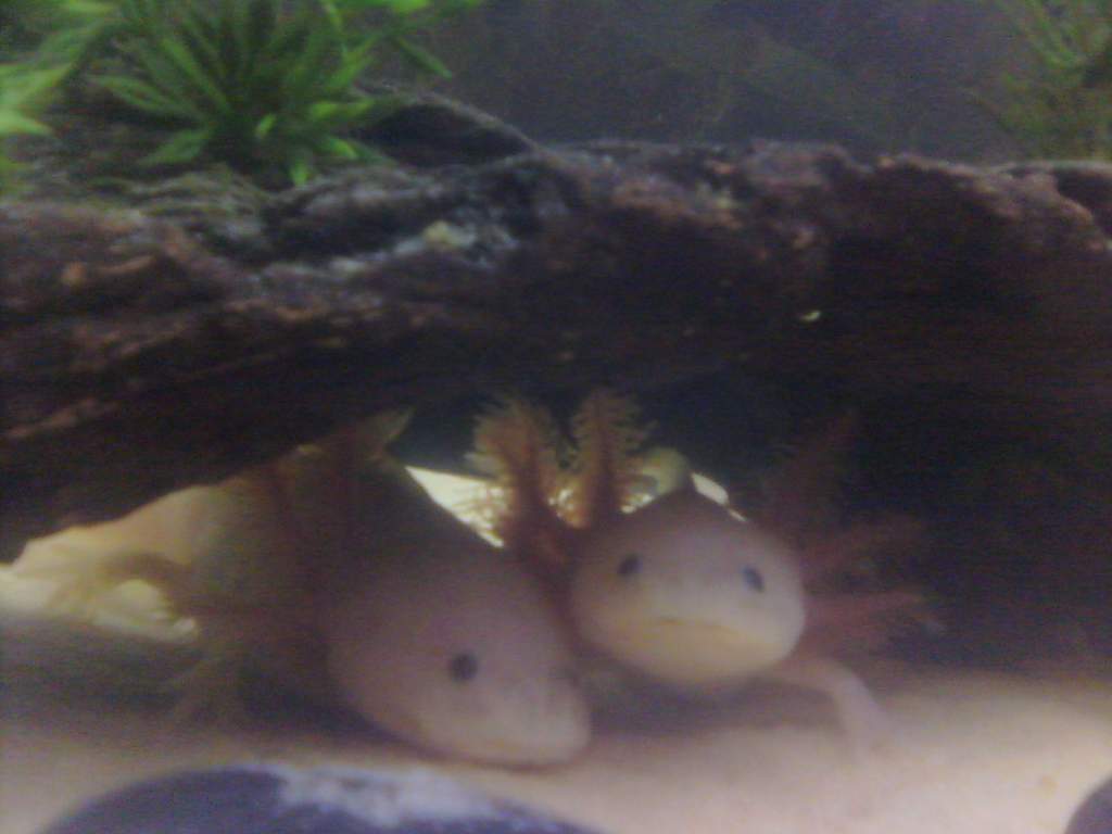 They look like they know I'm taking pictures.