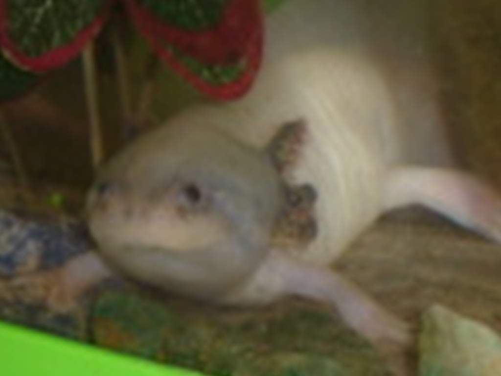 they seem to be shrivelling up sorry about spelling