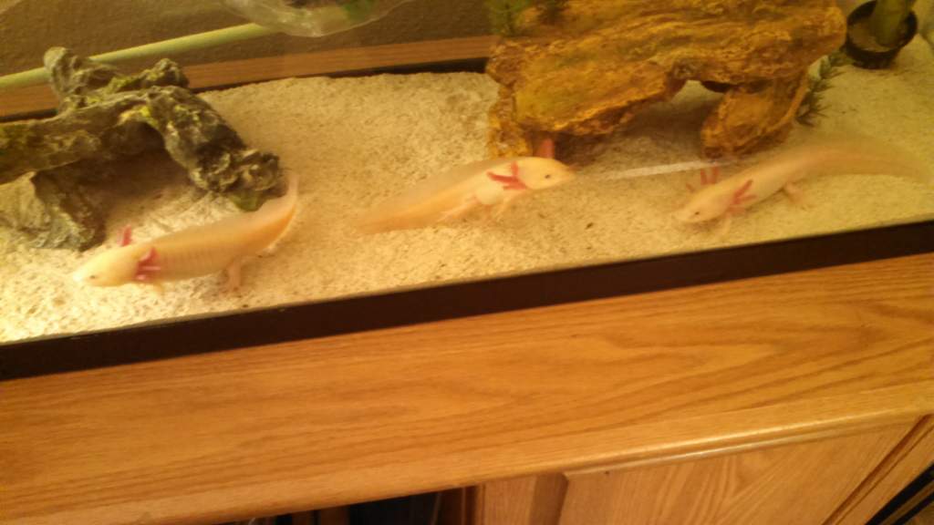 They stand up like this when they see us get close to the tank.