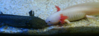 They were actually grabbing a clump of bloodworm, but I like to think they were having a smooch!