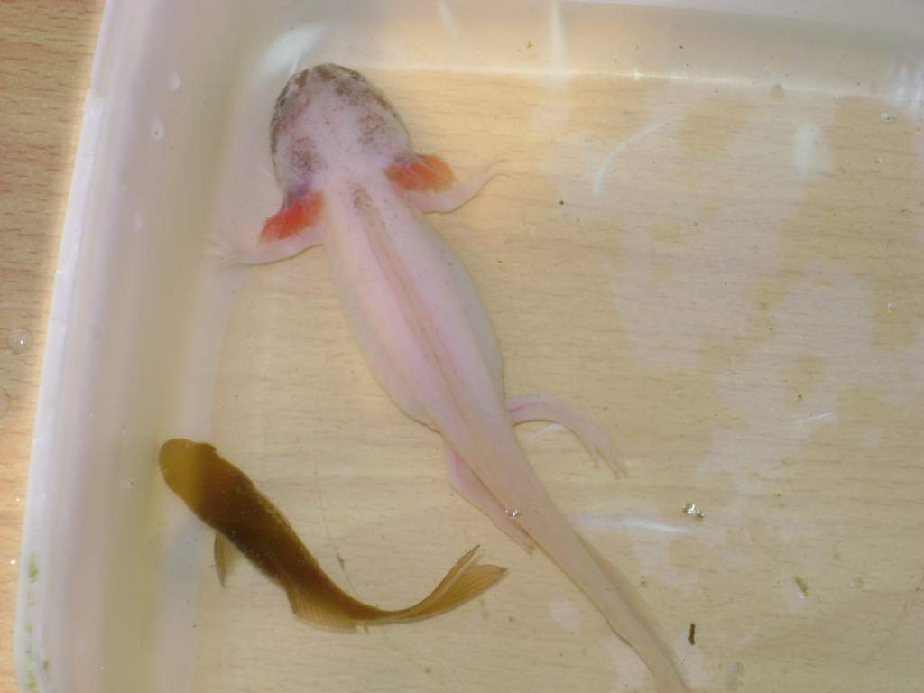 This fish was gone 2 sec after I took this photo!!!