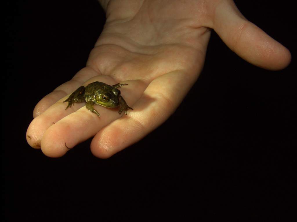 This frog I can't really identify, but I think it's a young Bullfrog.

Thanks to amkid247 for ID.