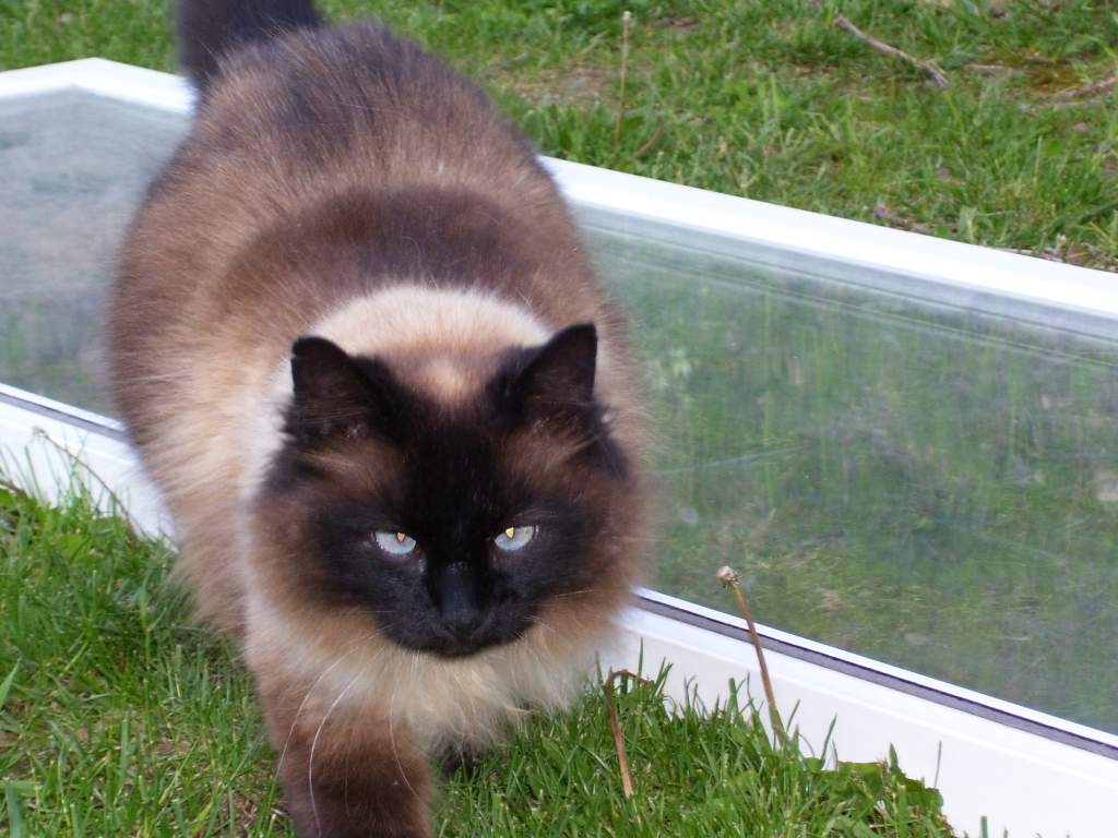 This is a cat I had a number of years back. Unfortunately someone killed him :/ We called him Fatty.