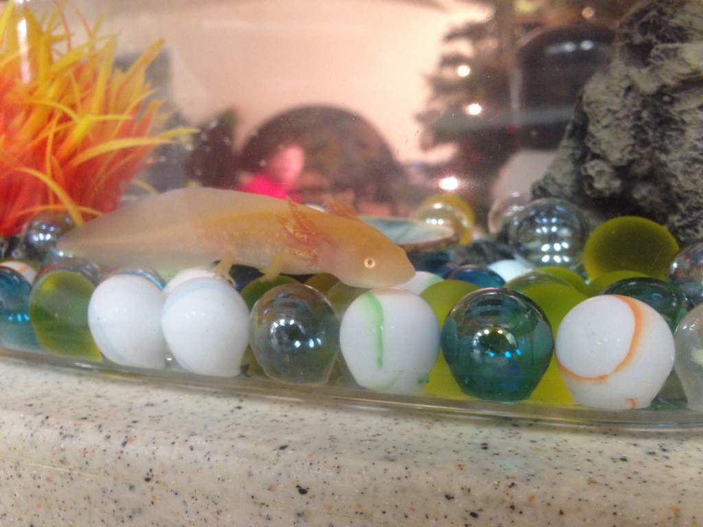 This is a lot better than that small container at the pet store!