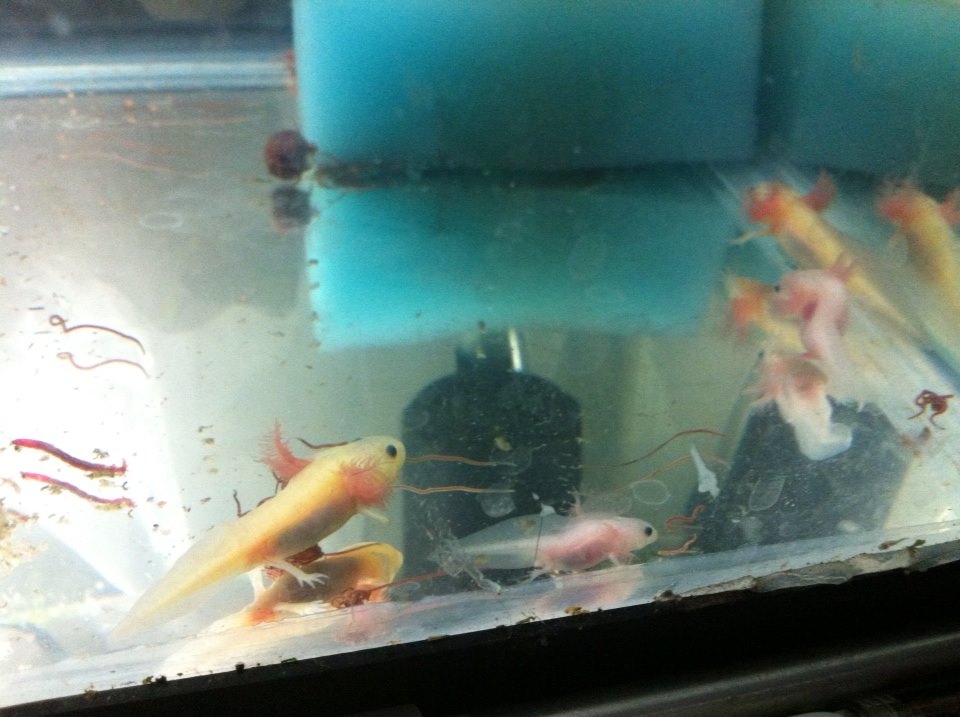 This is a mixture of GFP luecist, regular leucistic and one albino.