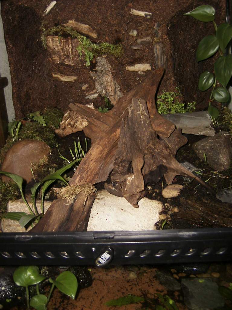 this is a more recent photo of my T.Shanjing setup. The newts have been added. And as you can see, the ferns have died down quiet a bit.