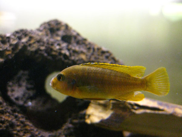 This is a rusty cichlid (Iodotropheus sprengerae). He doesn't have a name, and is fairly calm. I've seen some colour up with a pretty purple tint whic