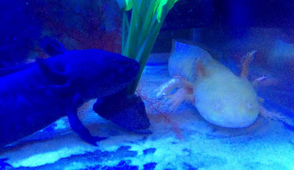 This is Albert the albino & martha