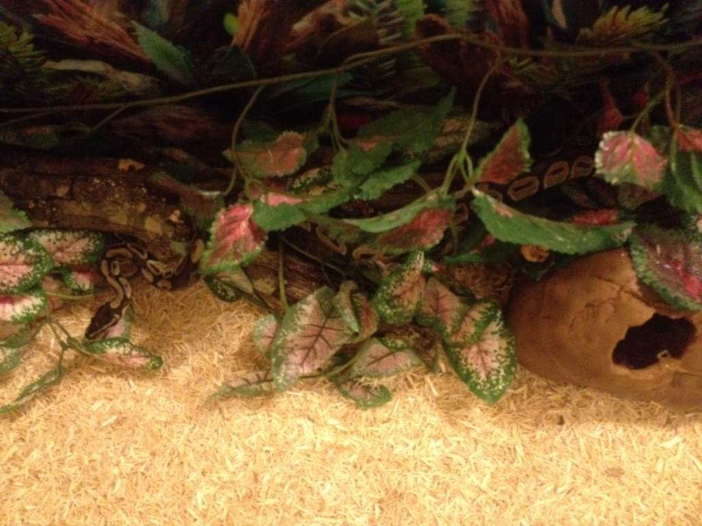 This is by far the most amazing ball python EVER