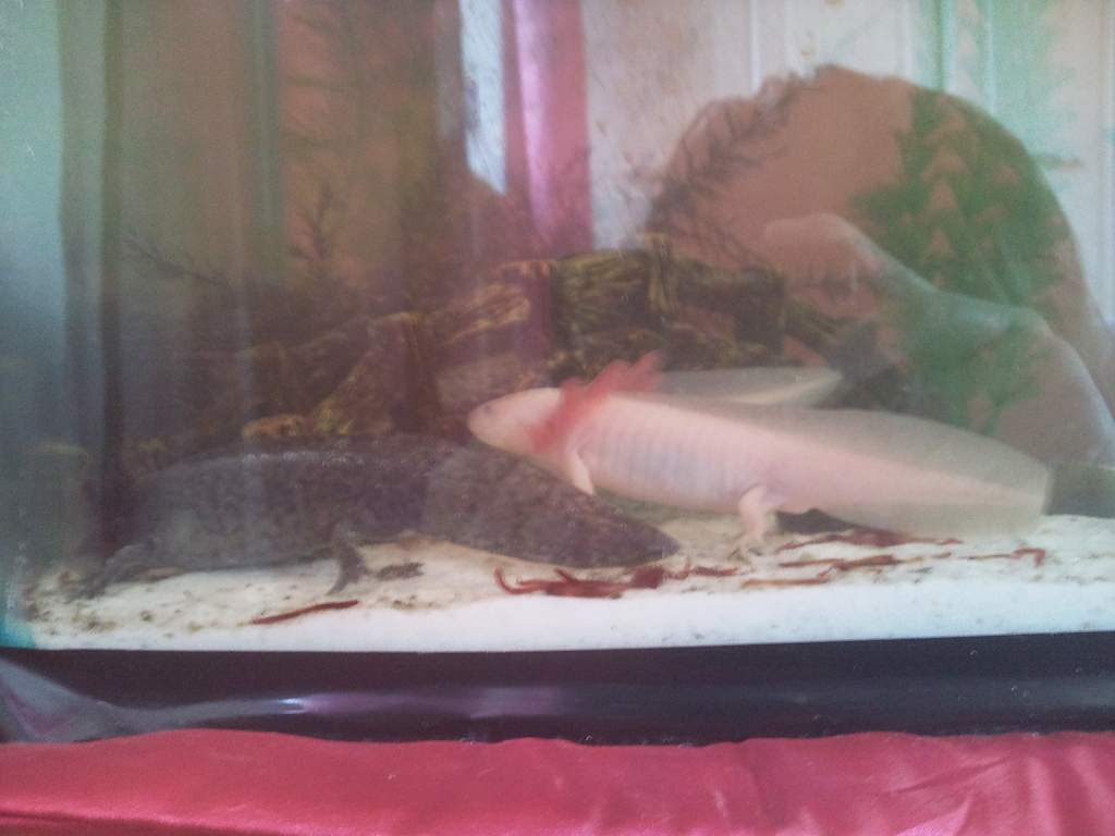 This is Dave and Lottie :)