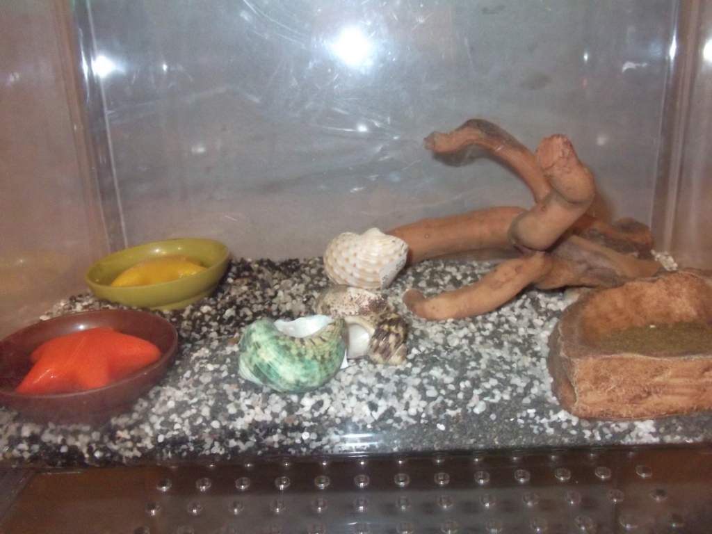 this is dylans baby hermit crabs