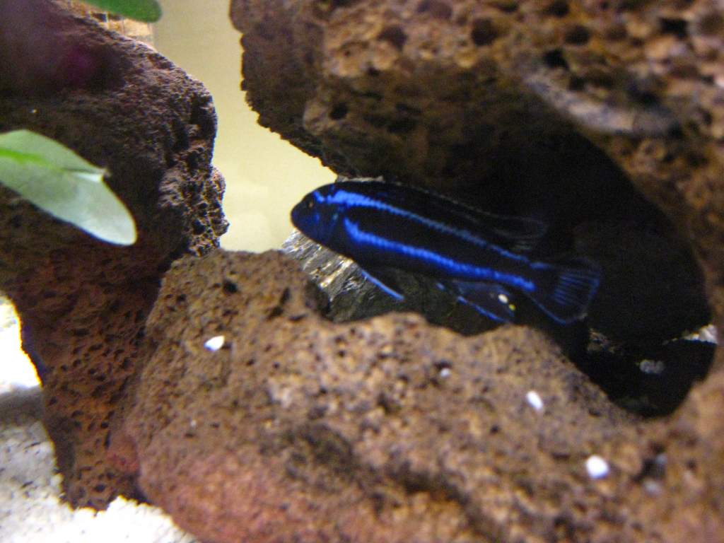 This is Gromet, a maingano (Melanochromis cyaneorhabdos). He's the most dominant in the tank, and the only time he sits still is when he's hiding in h