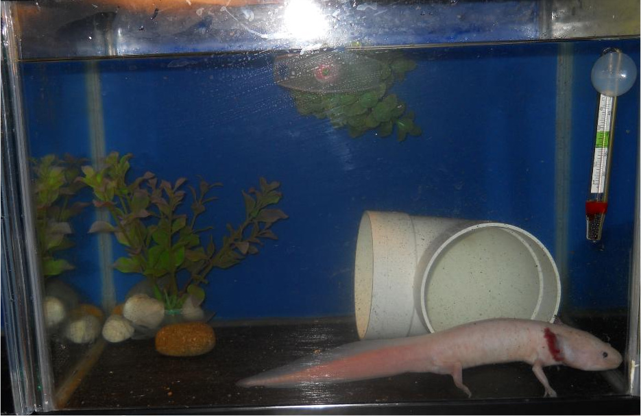 This is her little tank she is being housed in while she settles in.
She will move in with Banana, my male Golden Albino in a huge 400L axie tank soon
