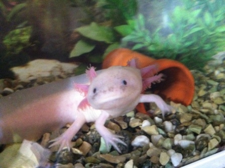 This is Hermione. My fiance won her in a crane game in July, just after we saw Harry Potter Pt. 2, hence her name. :)
This picture was taken in Octobe