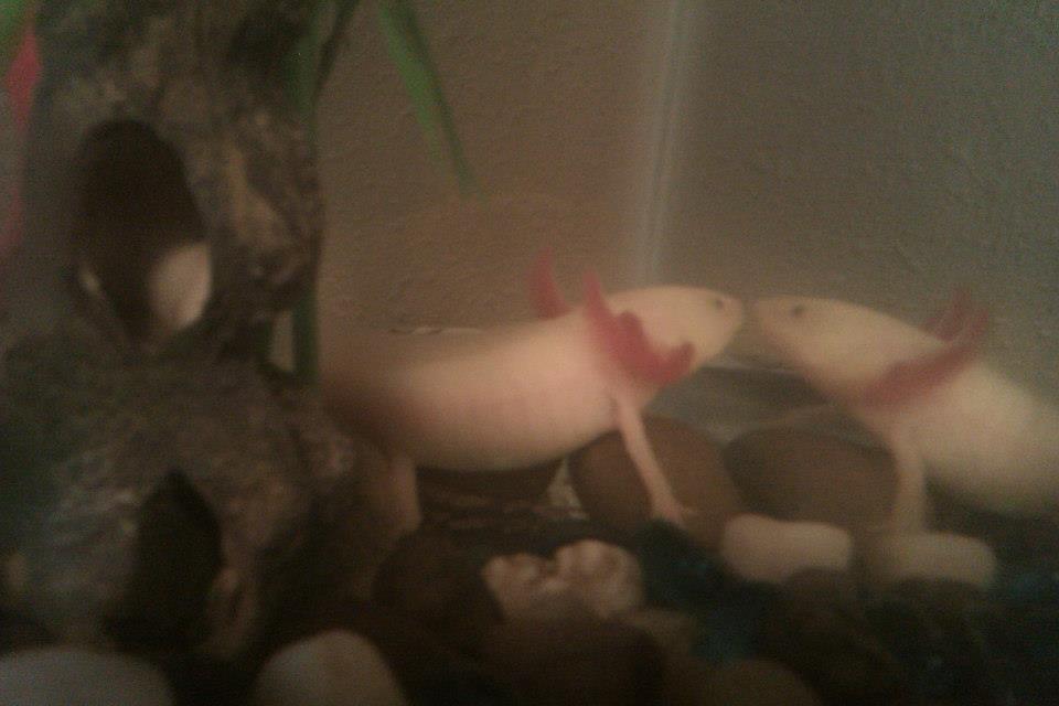This is him more recently, still enjoying his rocks.