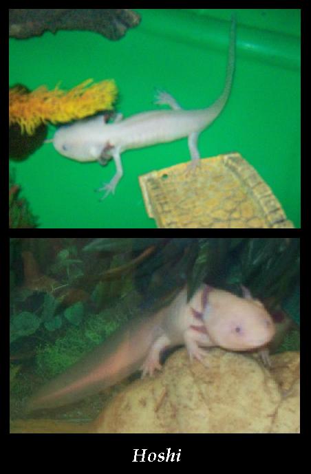 This is Hoshi when he was first brought home and how he is now. He's an amazing axolotl and I wish I'd had him since he was a baby! Hoshi is 4yrs old.