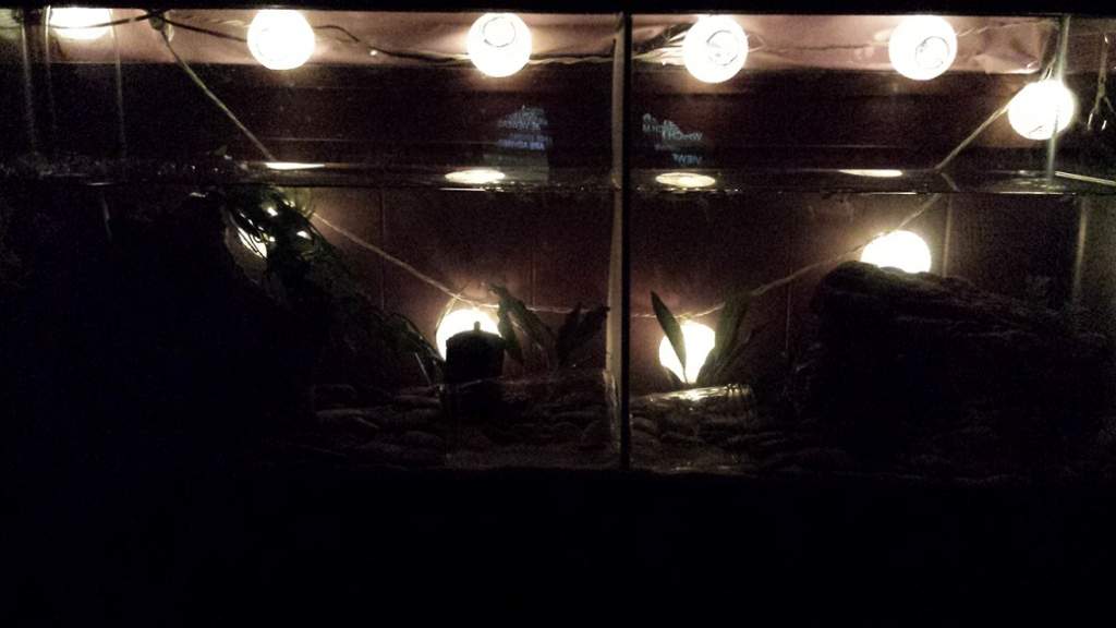 This is how my tank is usually lit.
