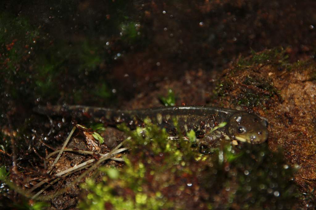 This is how they looked when I got them. They're cb, but were a little hungry after the route from austria to germany. Ambystoma m. juvenile.