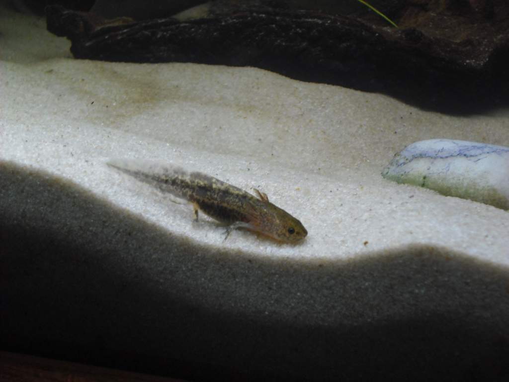 This is Lil Dude. this little fella likes hanging about and likes playing in the tank like its riding a wave. hence the name.