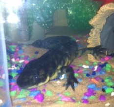 This is Little Foot on March 11, 2012.