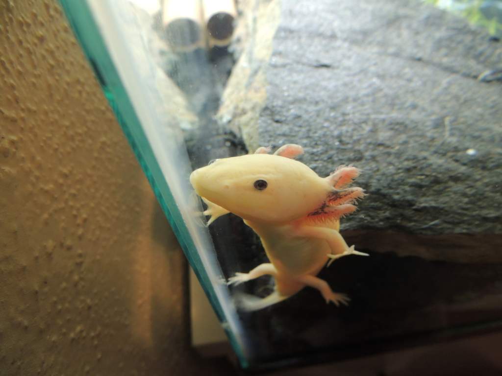 This is Lucy, also a male (so now I might need to rename him). He is almost impossible to get pictures of since he hides all day.