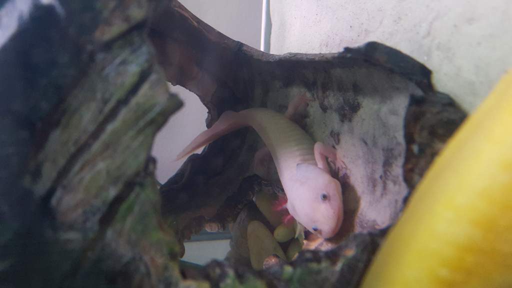 This is Luna. I bought her on Sunday, as the other axie in her tank was a bit of a terror. (Hence her missing gills =( )