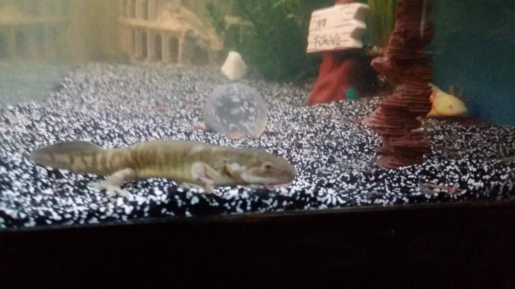 This is Mayor Goldie Wilson. He is the tiger salamander returned to