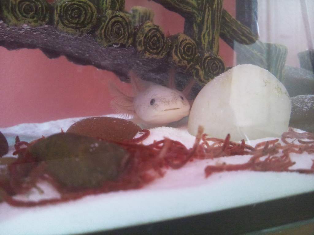 This is Milo when i first got them :)