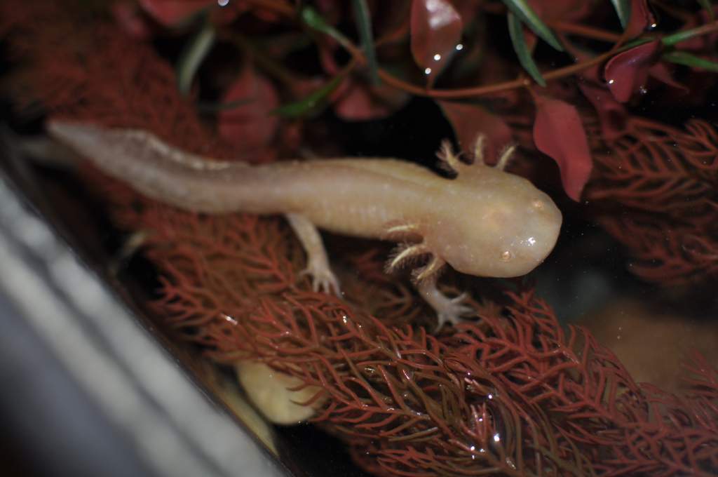 This is my albino female when I first got them.