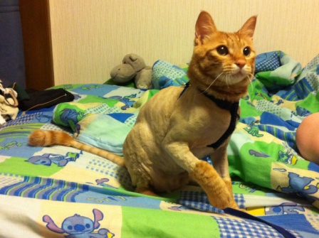 This is my cat Uribo. He's about 7 months in this picture. It stays at 30C for most of August here in Japan, so we shaved him because it was just way 